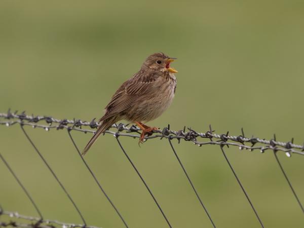 <h3><a href="/trips/extramadura/biota/animalia/chordata/aves/040 passeriformes/126 emberizidae/emberiza calandra/emberiza calandra-nl.html">Emberiza&nbsp;calandra</a> / Corn&nbsp;bunting / Grauwe&nbsp;gors</h3>OM-1 Mark II met OLYMPUS M.150-400mm F4.5 TC, 1/2000 sec  bij F5.6, ISO 6400, afstand 21.1&nbsp;m